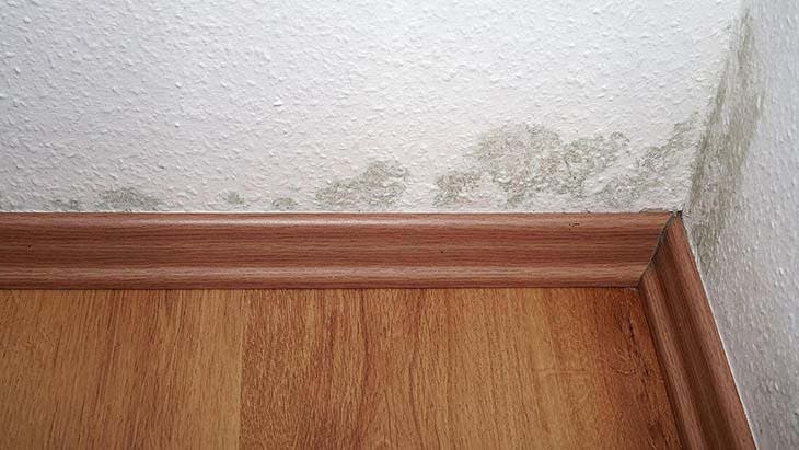 manchas de moho en las paredes