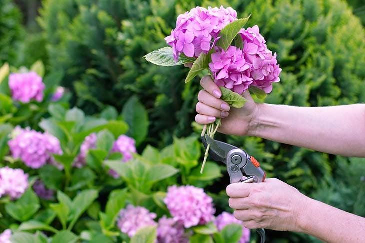 hortensia de ciruela pasa