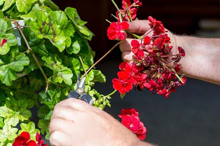 tailler les geraniums
