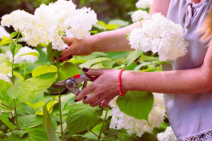 podar hortensias