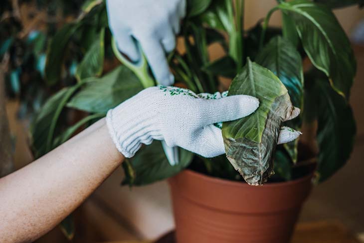 podar las plantas