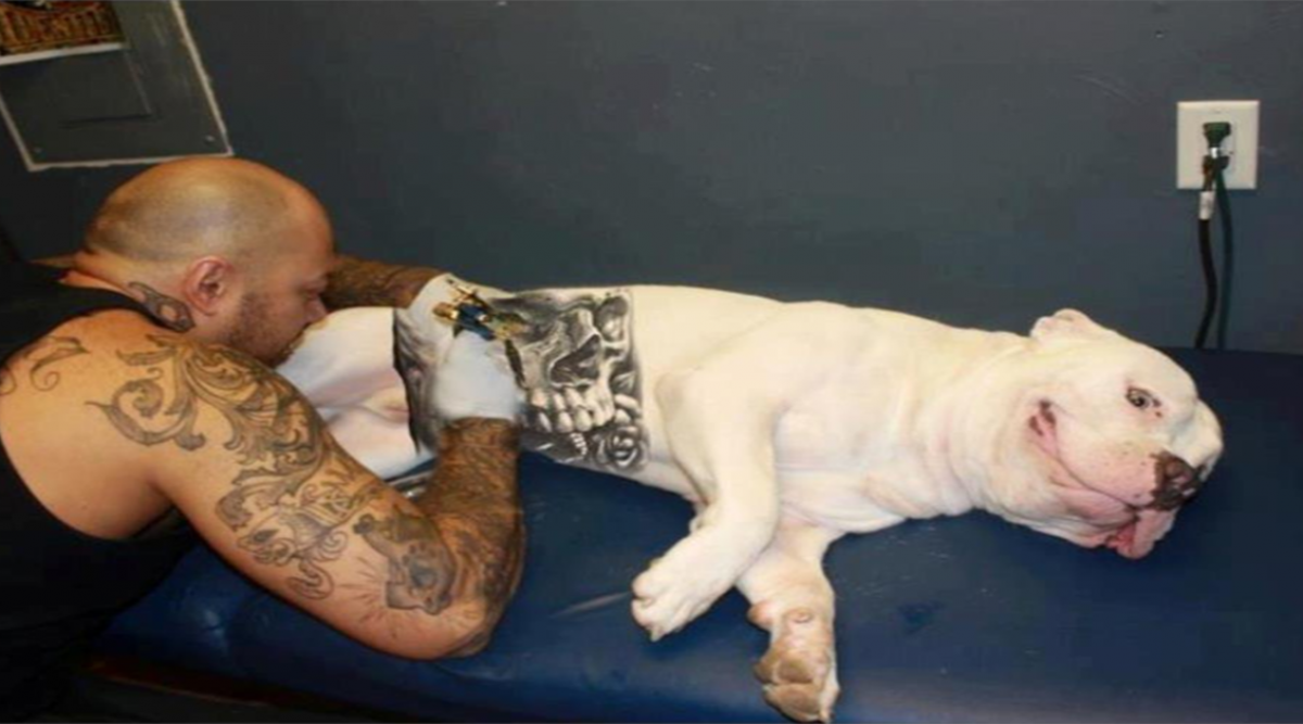 Mobilisons-nous contre les tatouages sur les animaux de compagnies