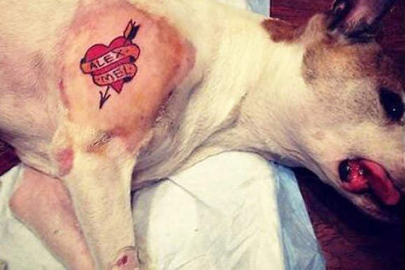 Mobilisons-nous contre les tatouages sur les animaux de compagnies 
