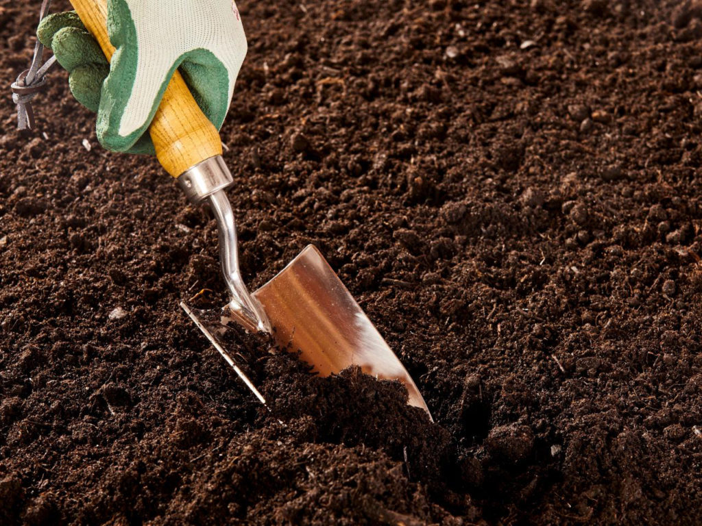 10 conseils simples pour faire pousser un citronnier en pot