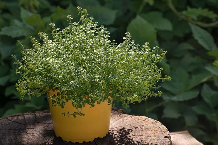 potted thyme