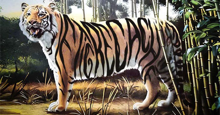 hidden tiger