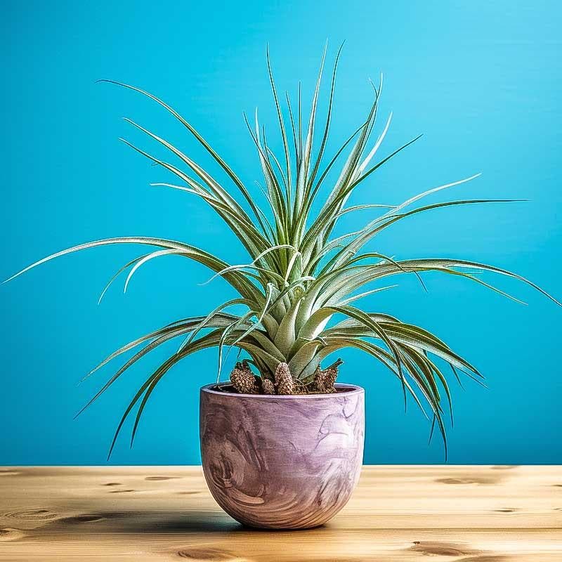 Tillandsia