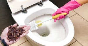 Comment utiliser les clous de girofle pour éliminer l'odeur d’urine dans vos toilettes ?
