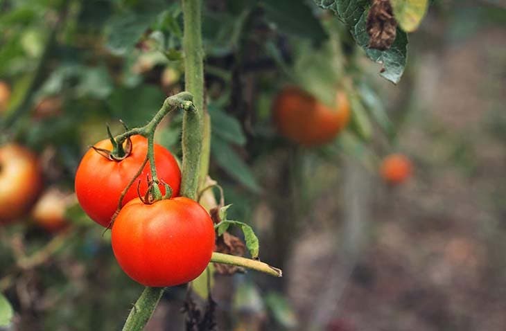 Des tomates prêtes à être récoltées