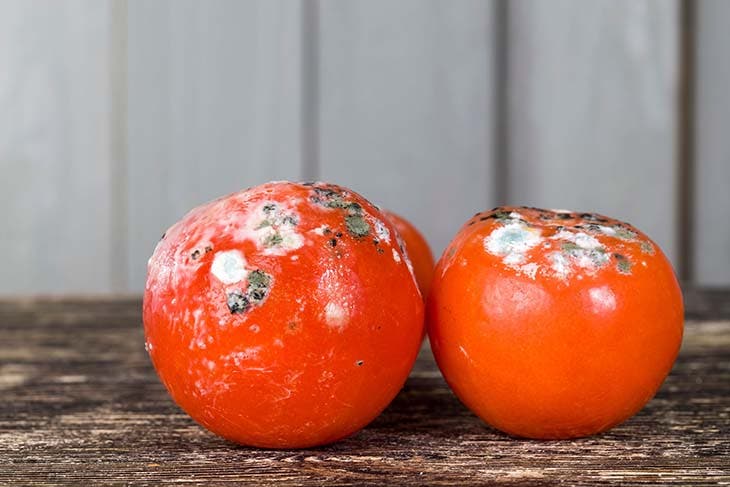 tomates moisies
