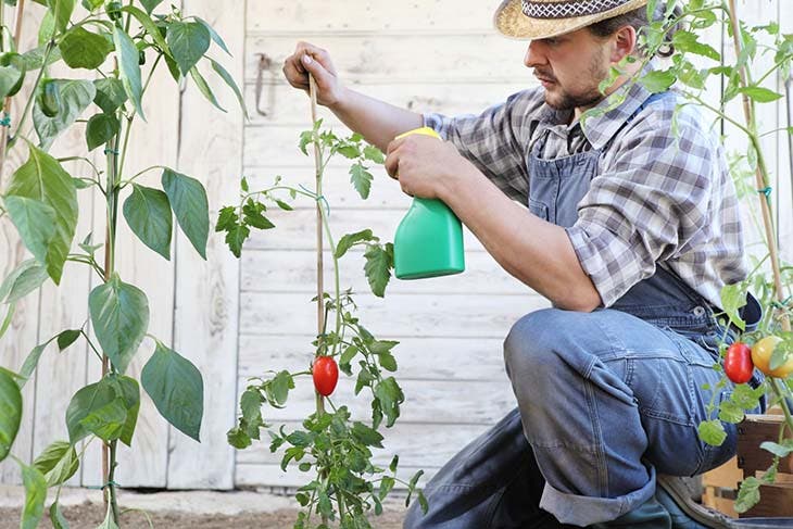 tratar las plantas de tomate