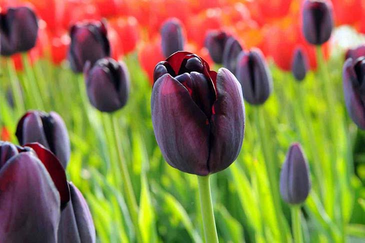 tulipe noire