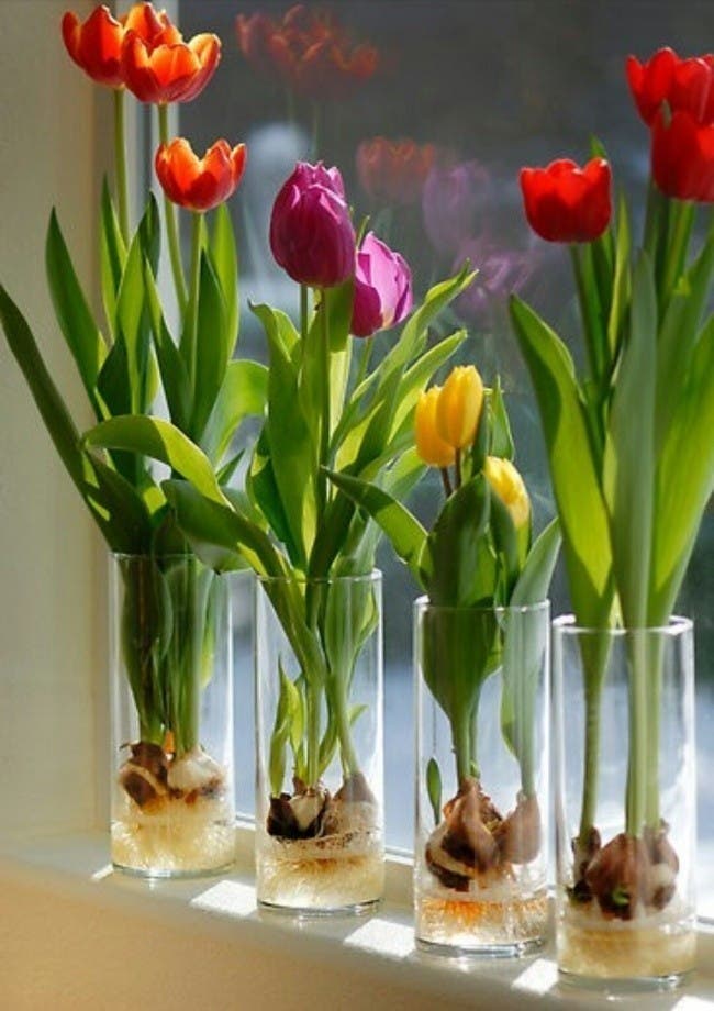 tulipanes