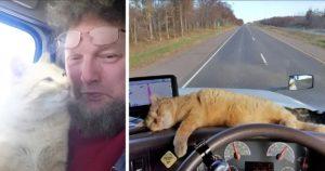 Un chauffeur routier solitaire adopte un chat errant négligé et il est désormais son compagnon de route