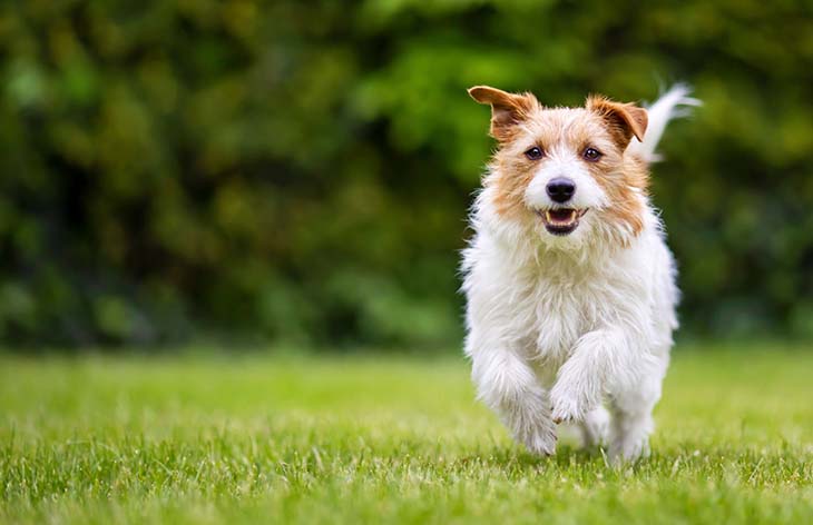 Un chien - source : spm Un chien - source : spm