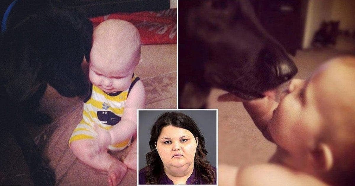 un chien heroique sauve un bebe dune dangereuse baby sitter 1 1