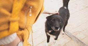 Un chien perdu depuis 7 ans retrouve enfin sa famille