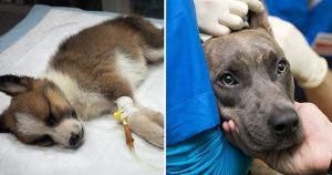 un-chien-peut-mourir-48h00-apres-les-symptomes-les-veterinaires-alertent-contre-un-nouveau-virus-mortel-pour-les-chiens