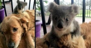 un-heroique-rentre-a-la-maison-avec-un-bebe-koala-dont-il-vient-de-sauver-la-vie