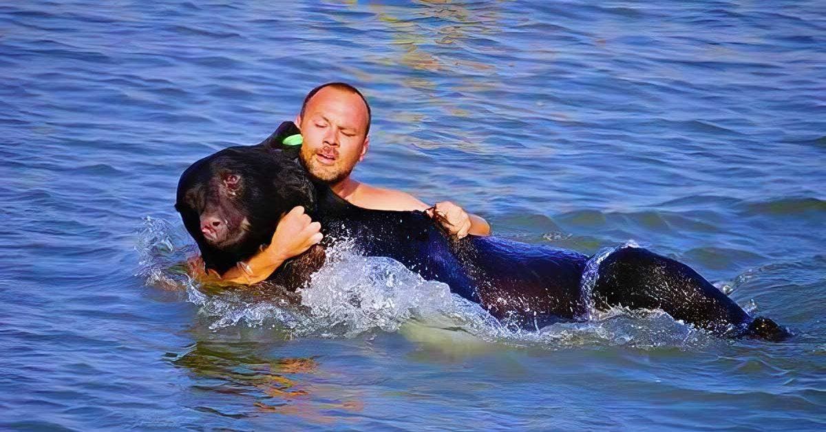 un-homme-courageux-risque-sa-vie-pour-sauver-un-ours-de-plus-de-200-kg-qui-se-noie