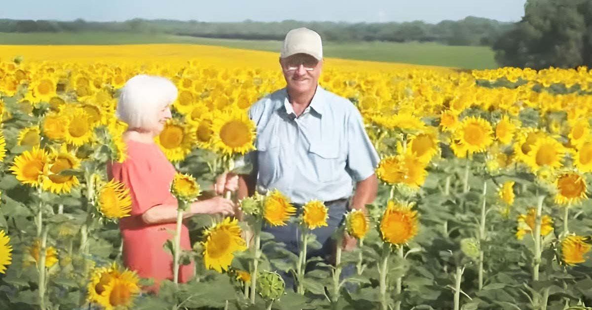 un-homme-plante-secretement-12-million-de-tournesols-pour-celebrer-50-ans-de-mariage