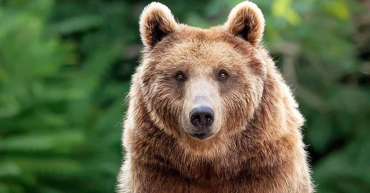Un ours s'approche d'une voiture bloquée dans les embouteillages et fait un « Salut » au conducteur