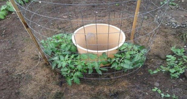 une-idee-de-genie-pour-faire-pousser-des-tomates