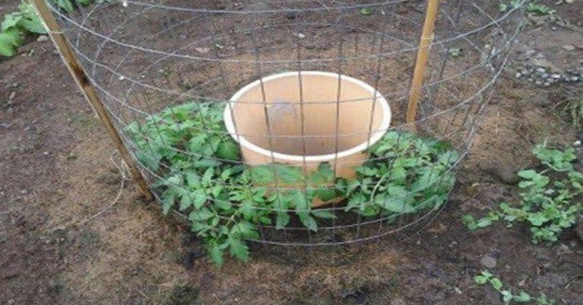 une idee de genie pour faire pousser des tomates 2