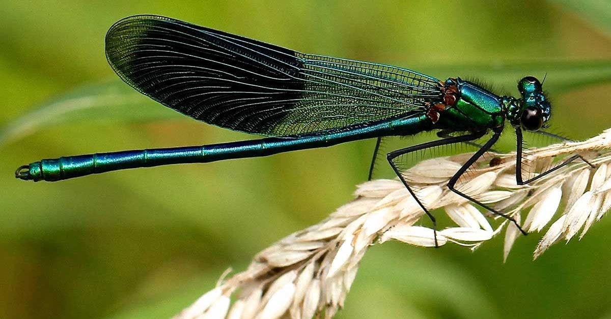 une-libellule-peut-manger-des-centaines-de-moustiques-quotidiennement-voila-comment-lattirer-dans-votre-jardin