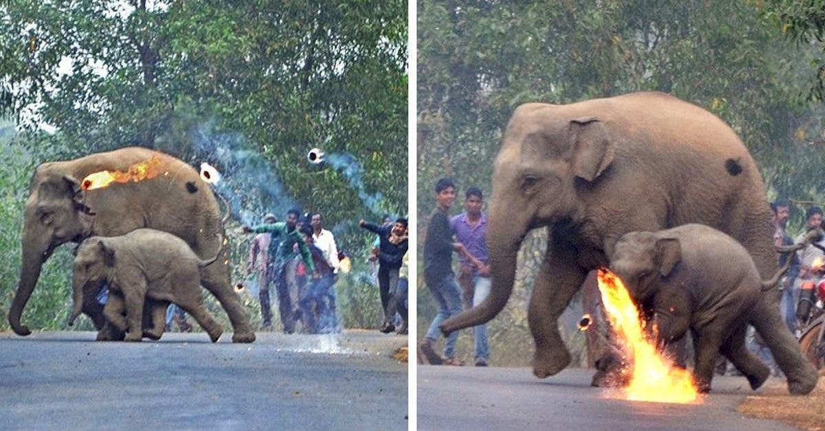 une-mere-elephant-et-son-petit-se-font-attaquer-a-coups-de-cocktail-molotov-alors-quils-fuient-la-deforestation