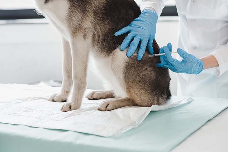 vaccination chien