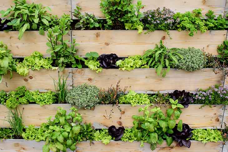 piante del muro vegetale