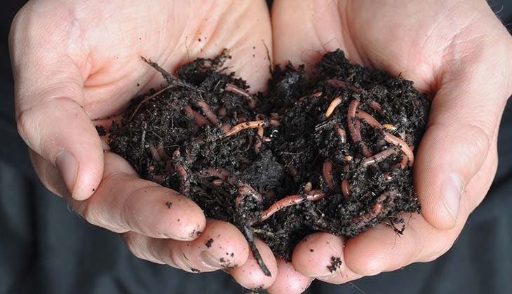 Regenwürmer kompostieren