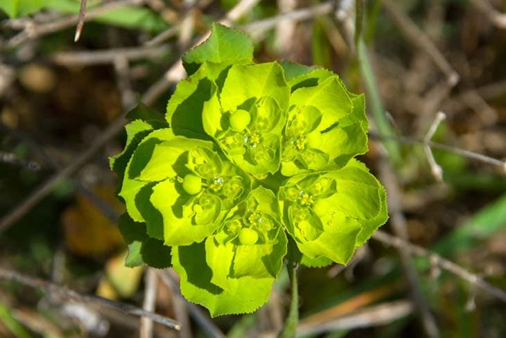 L’Euphorbia helioscopia