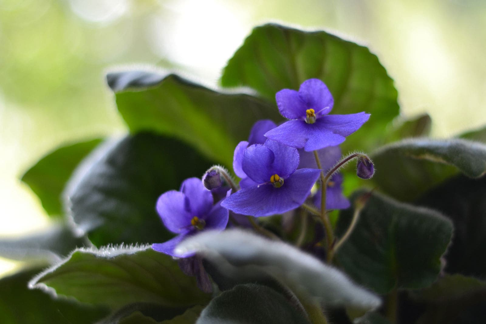 violeta africana