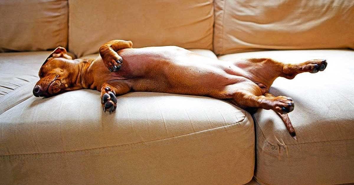 Viral sur TikTok : La douceur d'un chien qui partage son lit devient un symbole de compassion