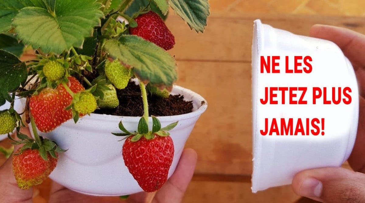 voici-comment-cultiver-des-fraises-a-la-maison-etape-par-etape