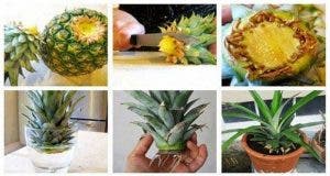 voici comment cultiver un ananas a partir de ses restes 1