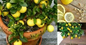 voici comment cultiver un nombre illimite de citrons dans votre propre cuisine 1 graine est tout ce dont vous avez besoin 1 1