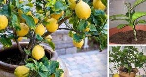 voici-comment-faire-pousser-facilement-un-citronnier-a-partir-de-graines-dans-votre-propre-maison