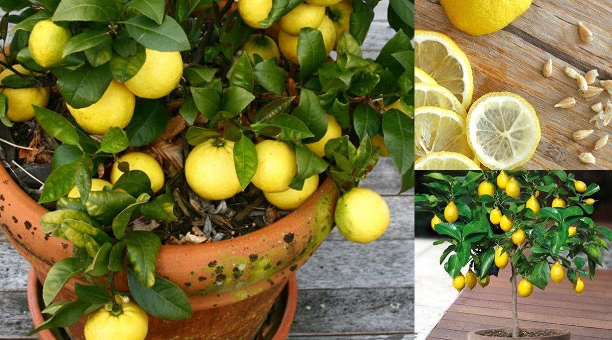 Arrêtez de gaspiller de l’argent en achetant des citrons – voici comment faire pousser une quantité infinie de citrons à la maison