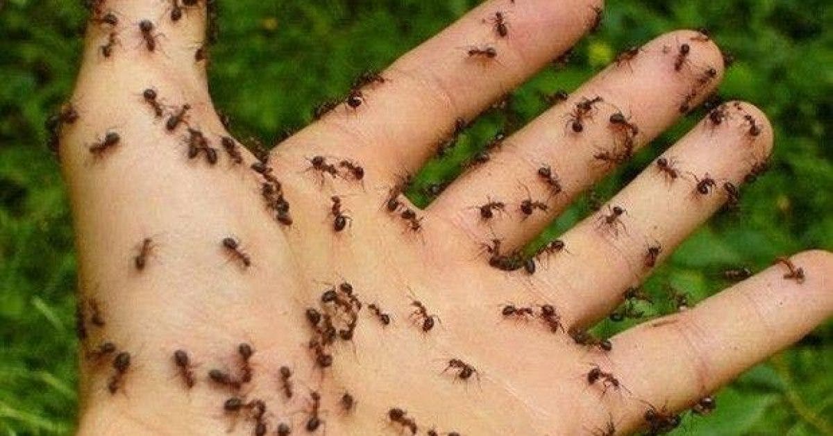 voici comment se debarrasser des fourmis 1