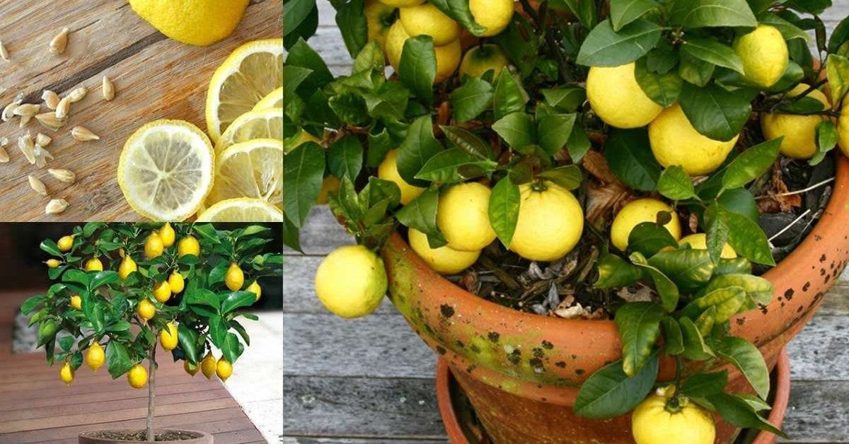 voila comment faire pousser une quantité infinie de citrons à la maison