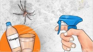 vous ne verrez plus jamais une autre araignée dans votre cuisine, salle de bain ou chambre à coucher