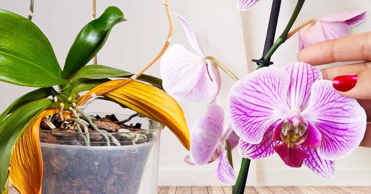 •Faites revivre une orchidée fanée grâce à l’astuce des fleuristes - elle refleurira de nouveau_