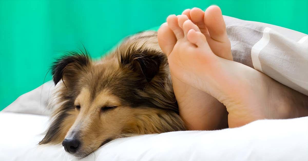 •Votre chien dort sur vos pieds _ Ce geste cache un message profond_